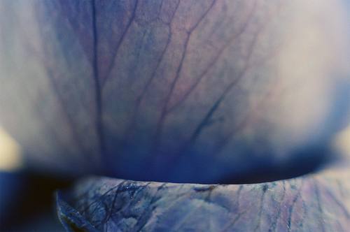 Gerda Paliušytė - Mėlynos gėlės;Blue Flowers;
