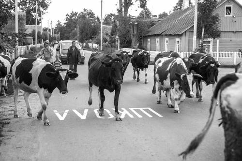 Klaudijus Driskius - Vakarinis karvių gynimas. Rimdžiūnai. Gervėčių kraštas, Baltarusija;Evening Cow Herding. Rimdžiūnai, Gervėčių Region, Belarus;